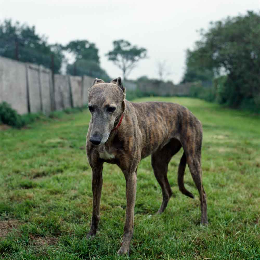 Greyhound Trust Kennel, Hersham, Inglaterra, da série Mármore